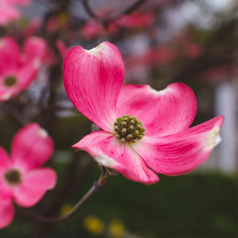 Cornus florida Cherokee Chief.webp