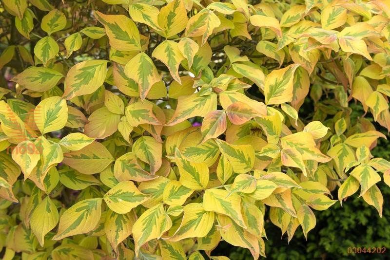Cornus florida Cherokee Sunset 1.webp