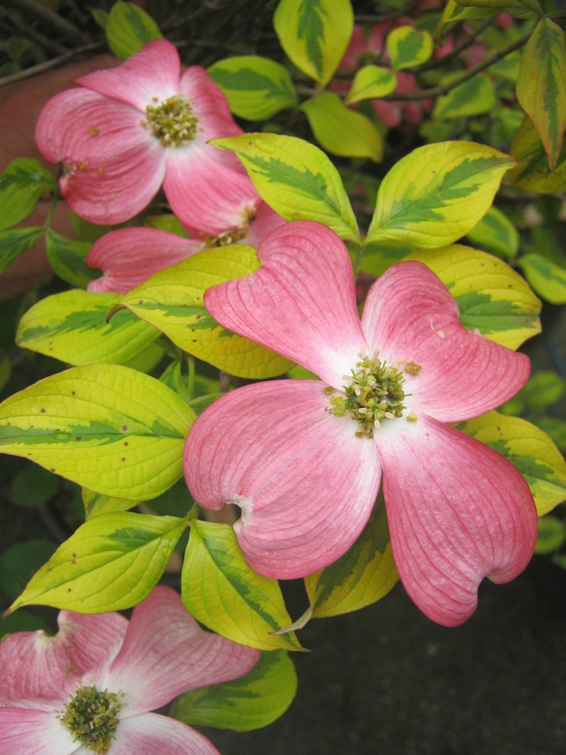Cornus florida Cherokee Sunset 2.jpg