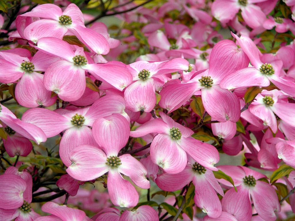 Cornus florida Cherokee Sunset.webp