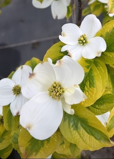 Cornus florida First Lady.jpg
