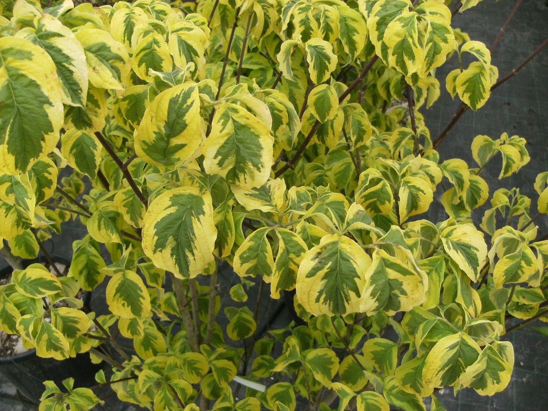 Cornus florida Rainbow 1.jpeg