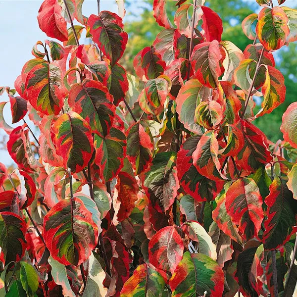 Cornus florida Rainbow 2.jpeg