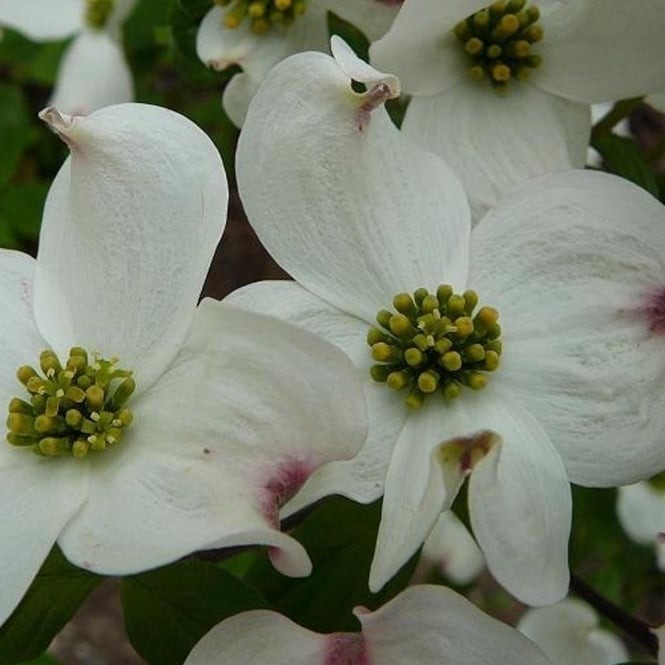 Cornus florida Rainbow 3.jpg