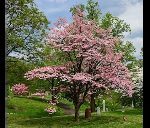 Cornus florida Red Giant 1.jpg