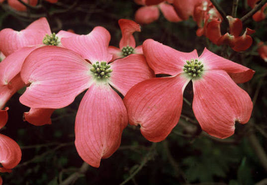 Cornus florida Red Giant.jpg
