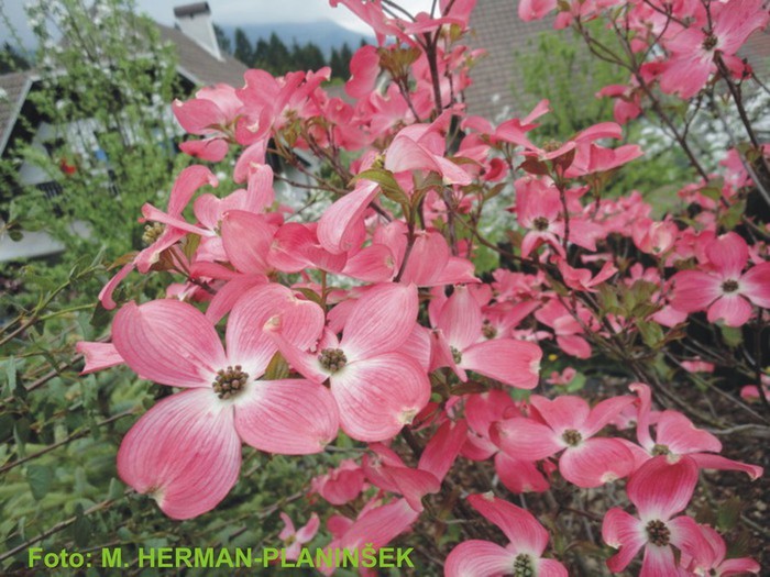 Cornus florida Rubra 1.jpg