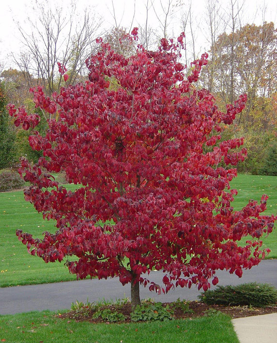 Cornus florida Rubra.jpg