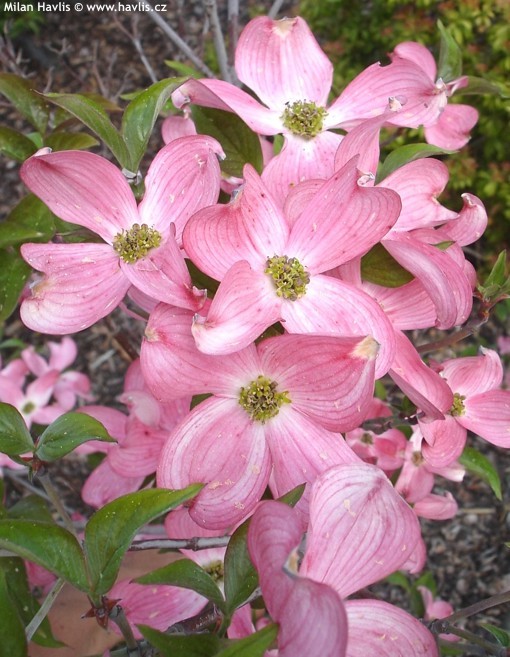 Cornus florida Sweetwater.jpeg