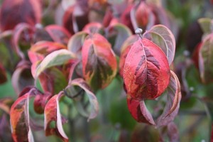 Cornus-florida-rainbow 2.jpg