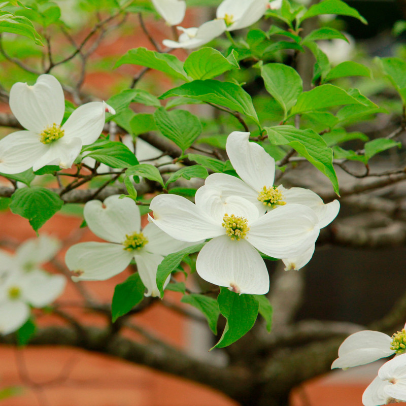 Cornus florida.jpg