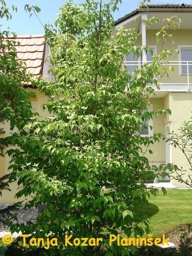 Cornus kousa 1.jpg