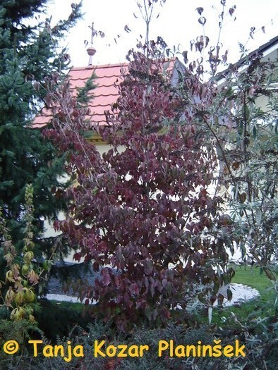 Cornus kousa 2.jpg