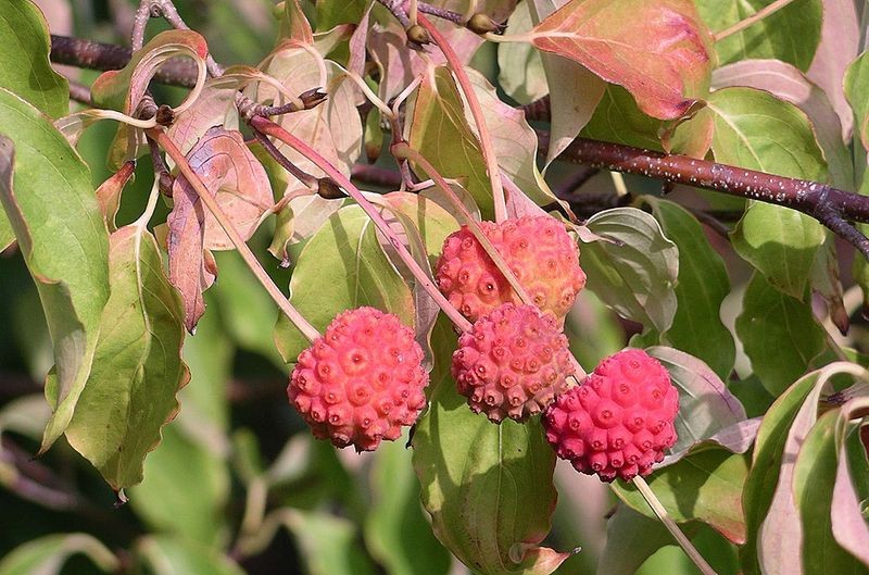 Cornus kousa 3.jpg