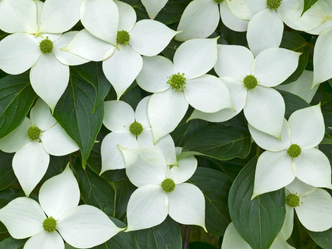 Cornus kousa China Girl 1.jpg
