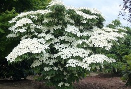 Cornus kousa 'China Girl' - japonski dren cvetnik