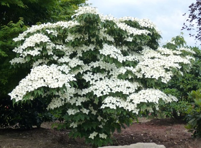 Cornus kousa China Girl.jpg