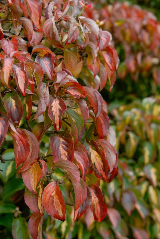 Cornus kousa Gold Star 1.webp