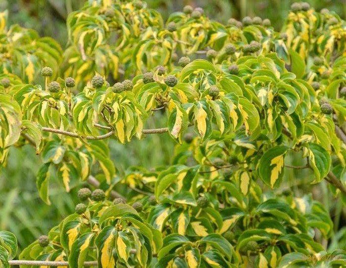 Cornus kousa Gold Star 2.jpeg