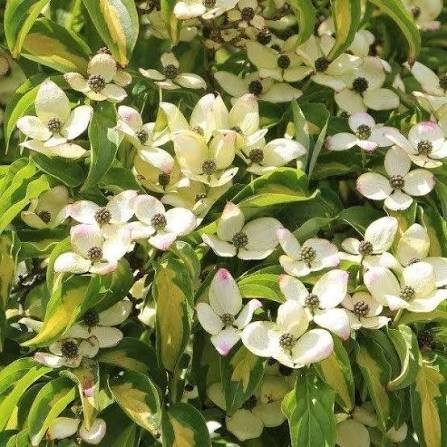 Cornus kousa Gold Star.jpg