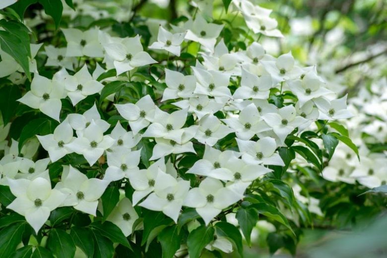 Cornus kousa Milky Way 1.jpg