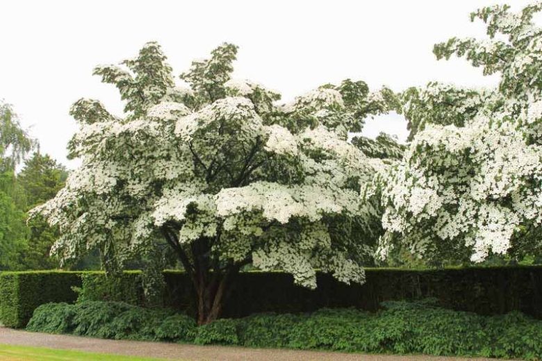 Cornus kousa Milky Way.jpg