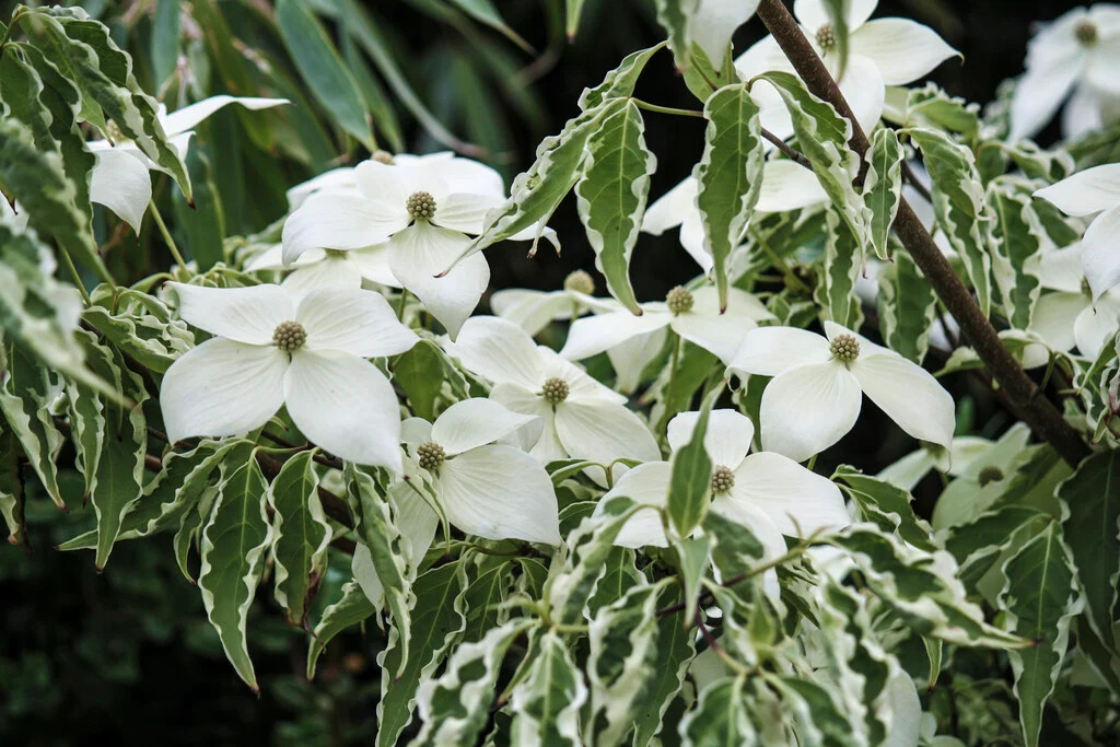 Cornus kousa Samaritan 1.jpg