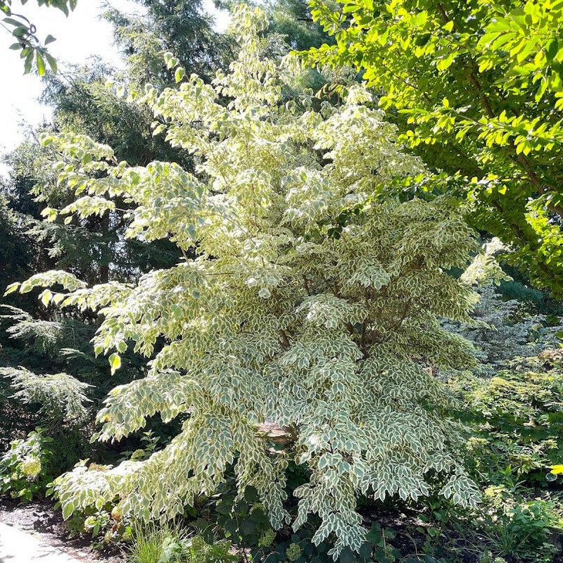 Cornus kousa Samaritan 2.jpg