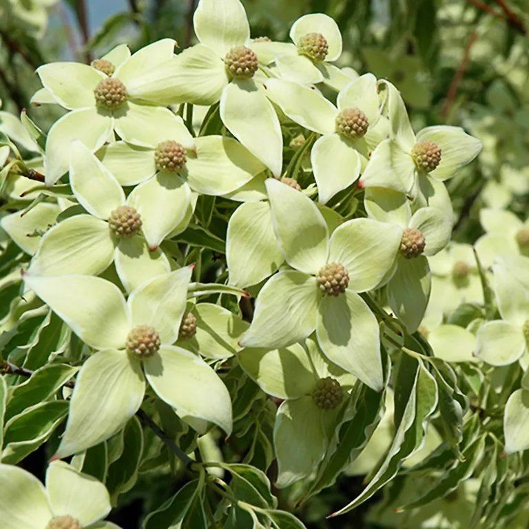 Cornus kousa Samaritan.jpg