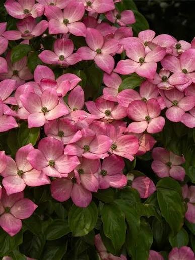 Cornus kousa Satomi.jpg