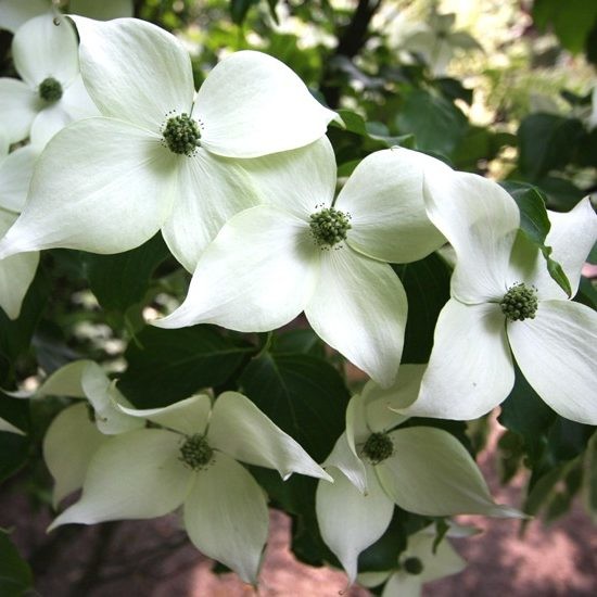 Cornus kousa White Fountain.jpg