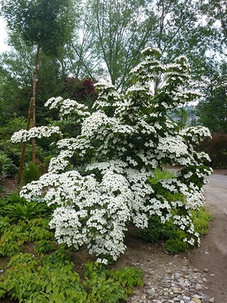 Cornus kousa Wietings Select 1.jpg