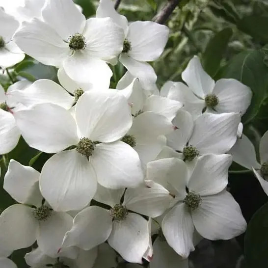Cornus kousa Wietings Select.webp