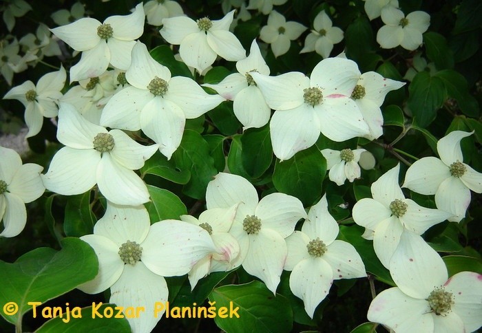 Cornus kousa.jpg