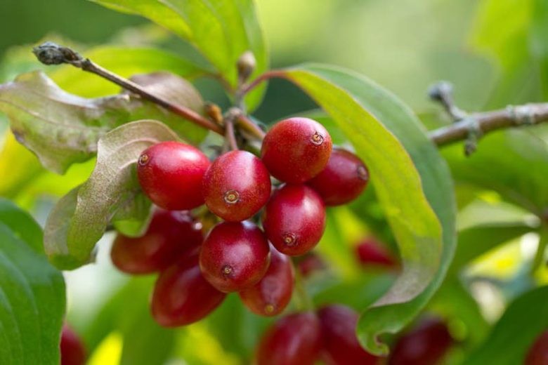 Cornus mas 1.jpg