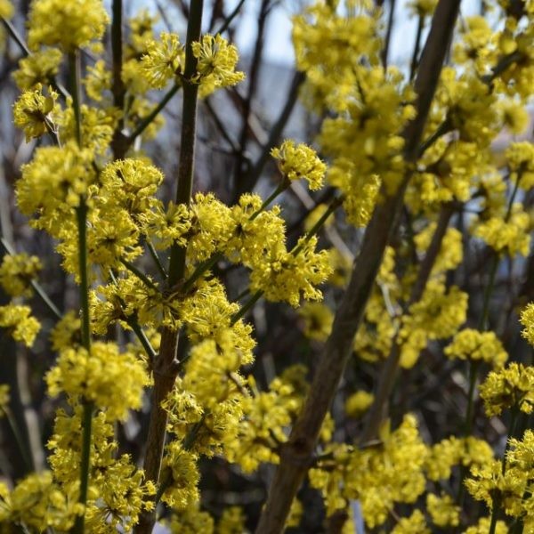 Cornus mas Jolico 1.jpg