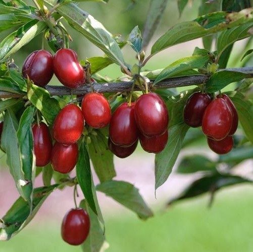 Cornus mas Jolico.jpg