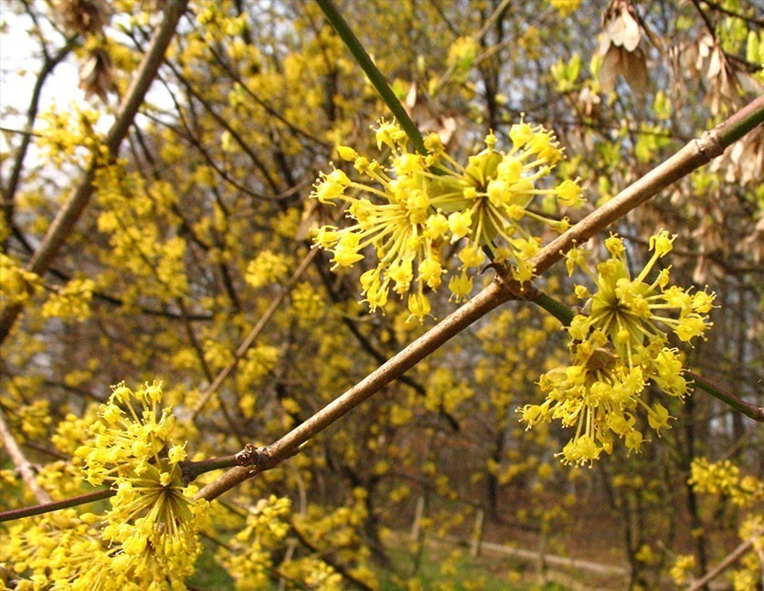 Cornus mas Juliusz 1.jpg