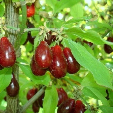 Cornus mas Juliusz.jpg
