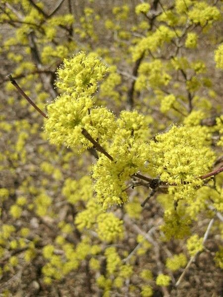 Cornus mas Kazanlak 1.jpg