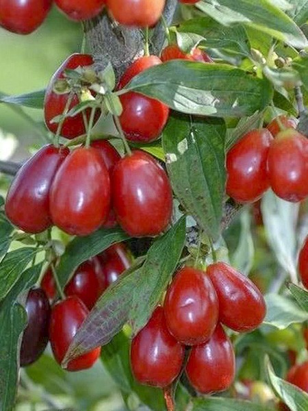 Cornus mas Kazanlak.jpg