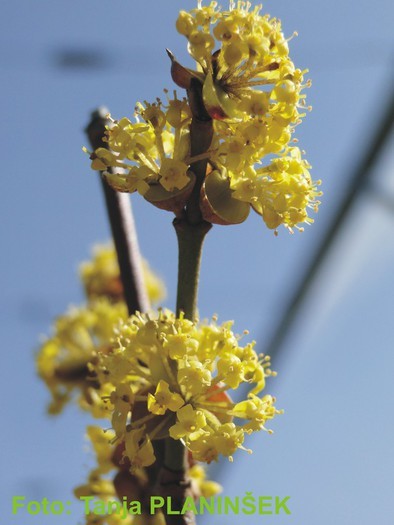 Cornus mas.jpg