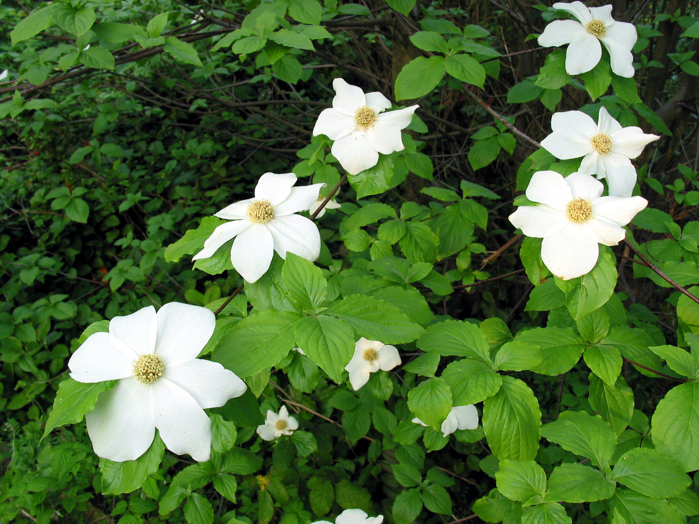 Cornus nuttallii 1.jpg