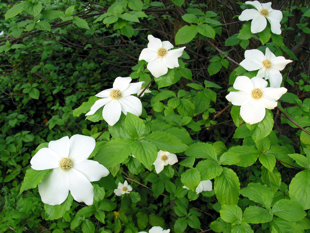 Cornus nuttallii 1.jpg