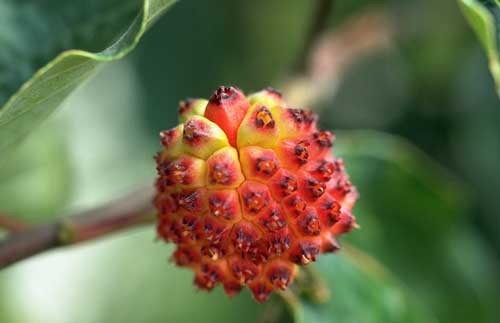 Cornus nuttallii 2.jpg