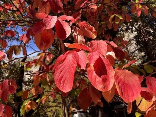 Cornus nuttallii 3.jpg