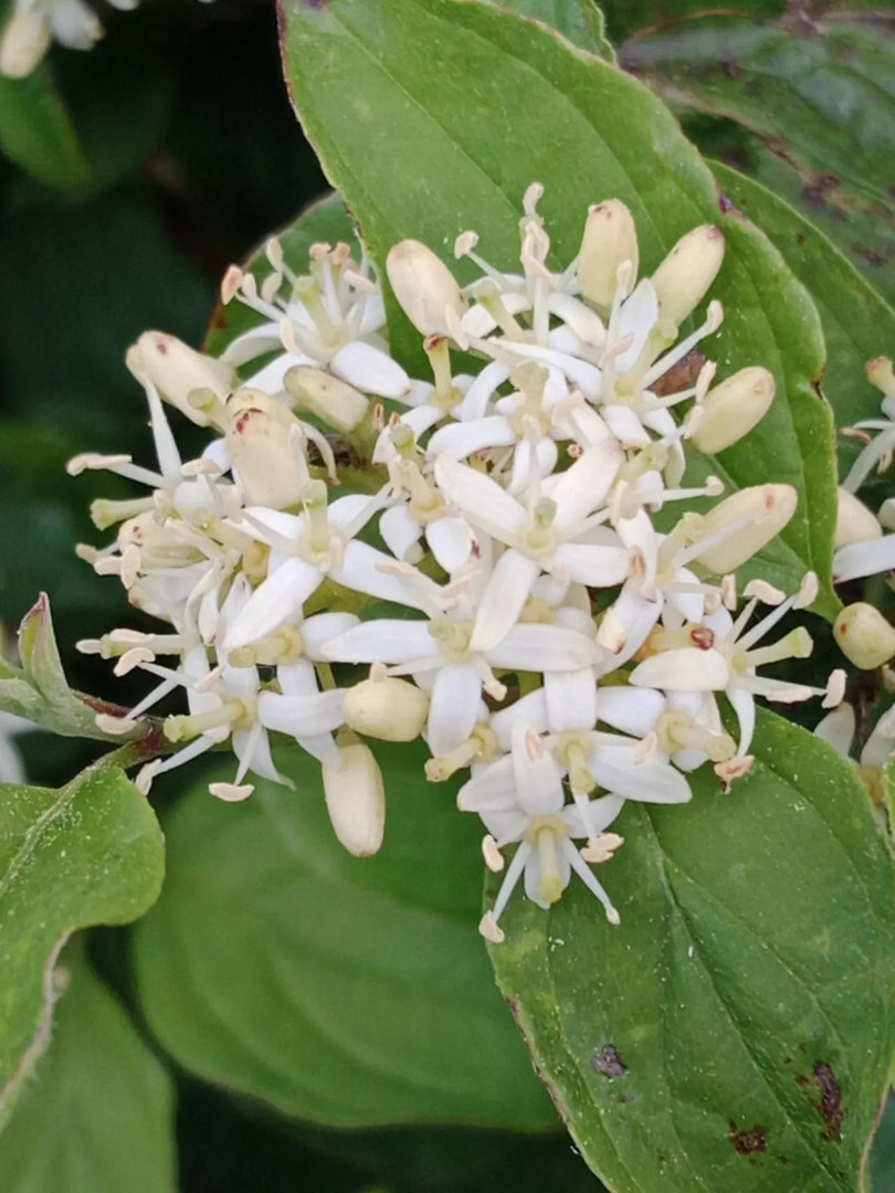 Cornus sanguinea 1.webp
