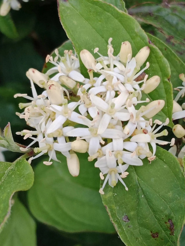 Cornus sanguinea 1.webp