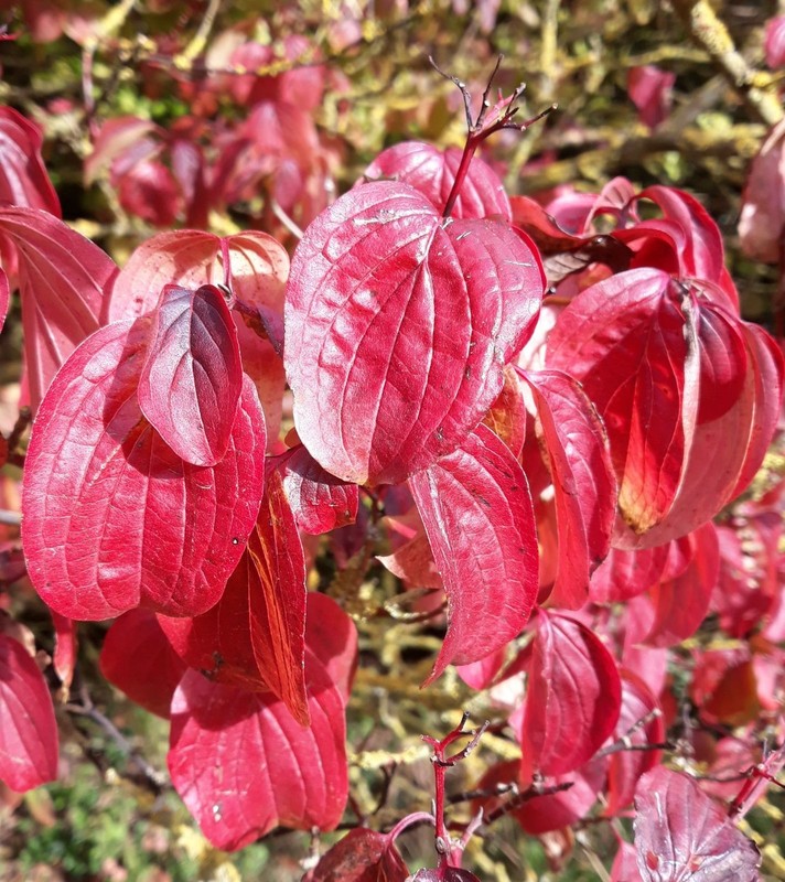 Cornus sanguinea 2.jpg
