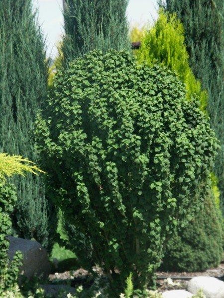 Cornus sanguinea Compressa 1.jpg